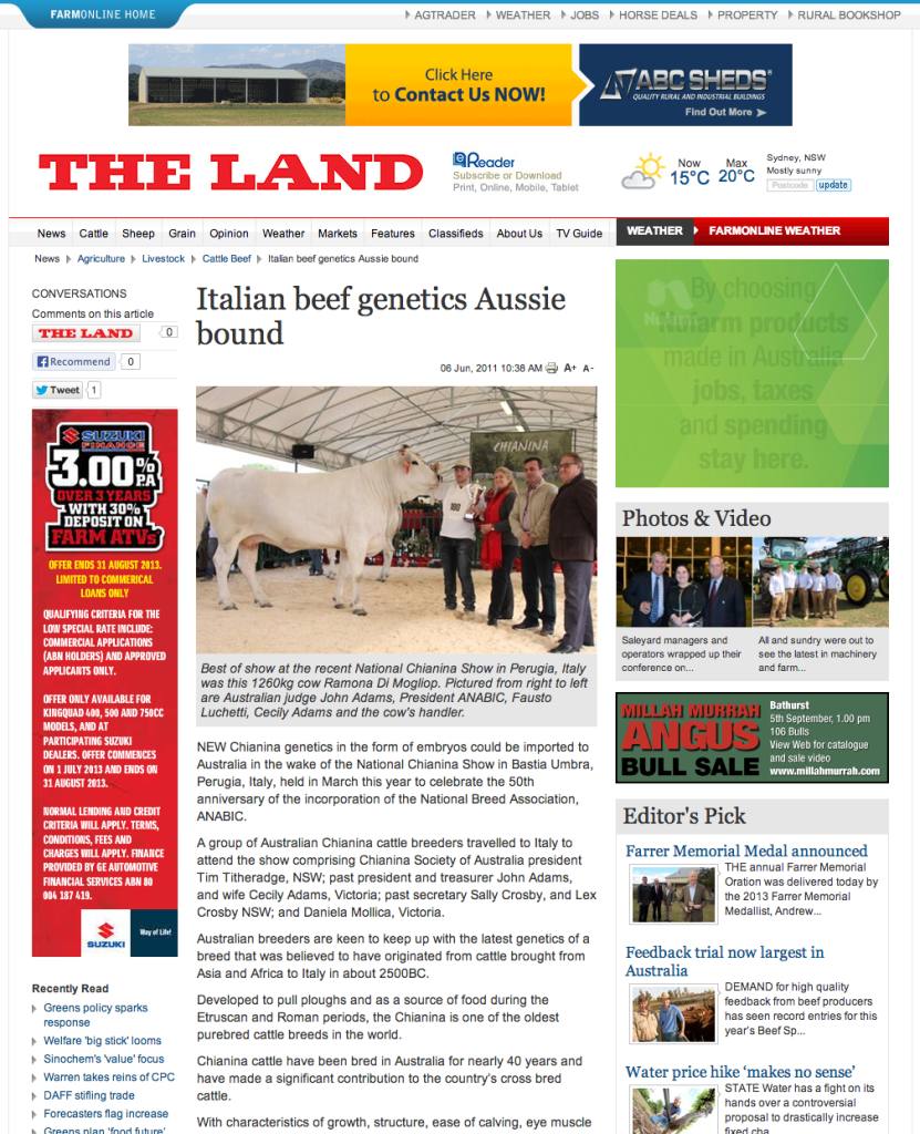 Chianina article | Tim Titheradge